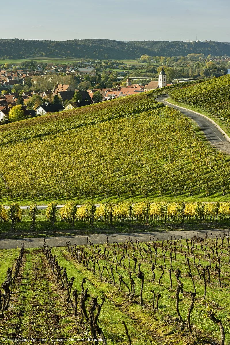 Weinberge bei Sommerhausen