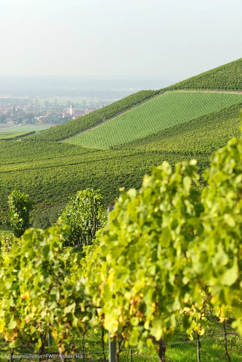 Weinberge bei Iphofen