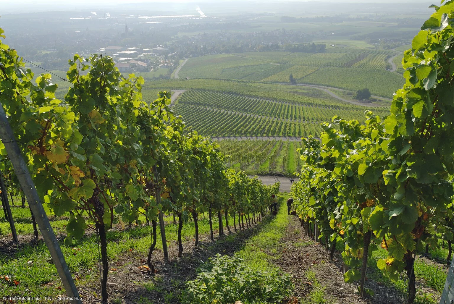 Weinberge bei Iphofen