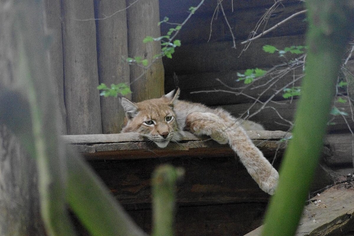 Wildpark Schweinfurt