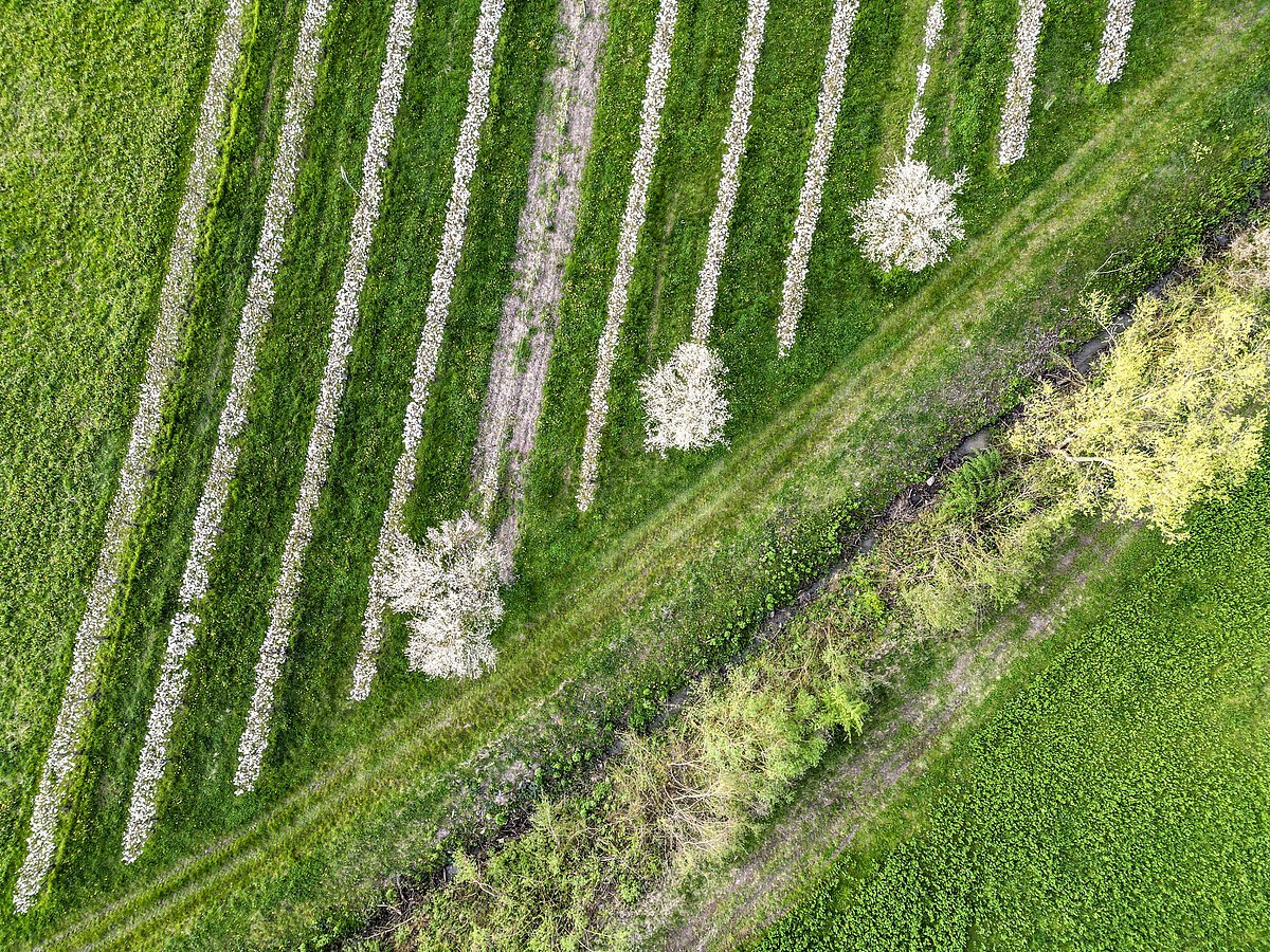 Blühende Obstbäume