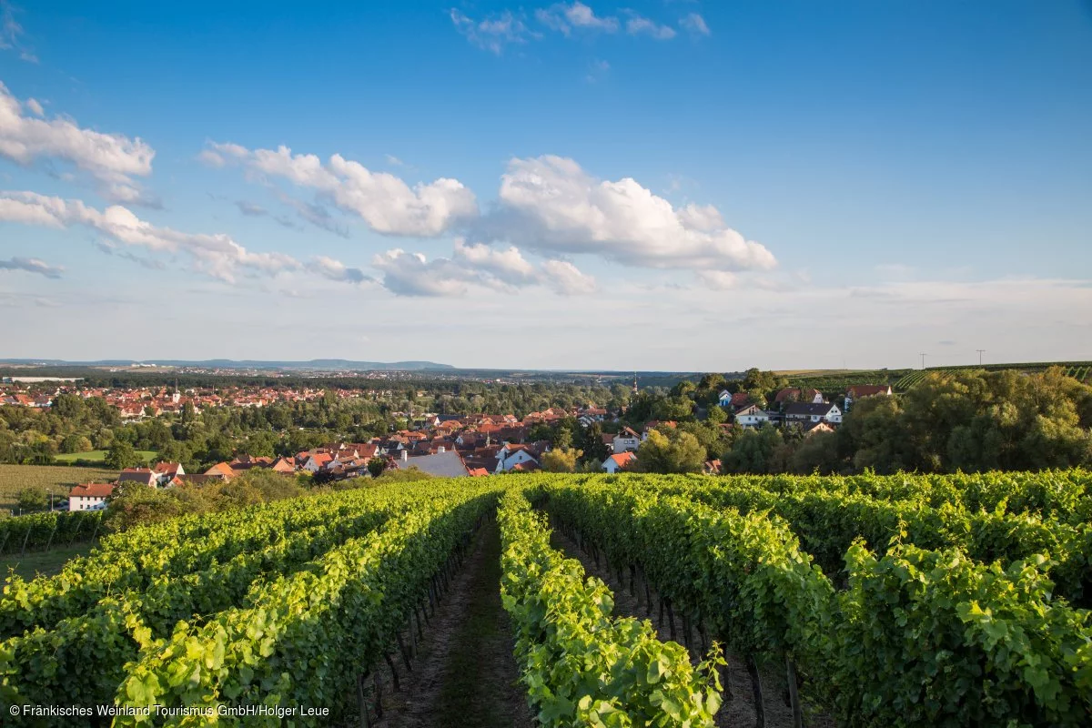 Blick über Weinberge auf Dettelbach