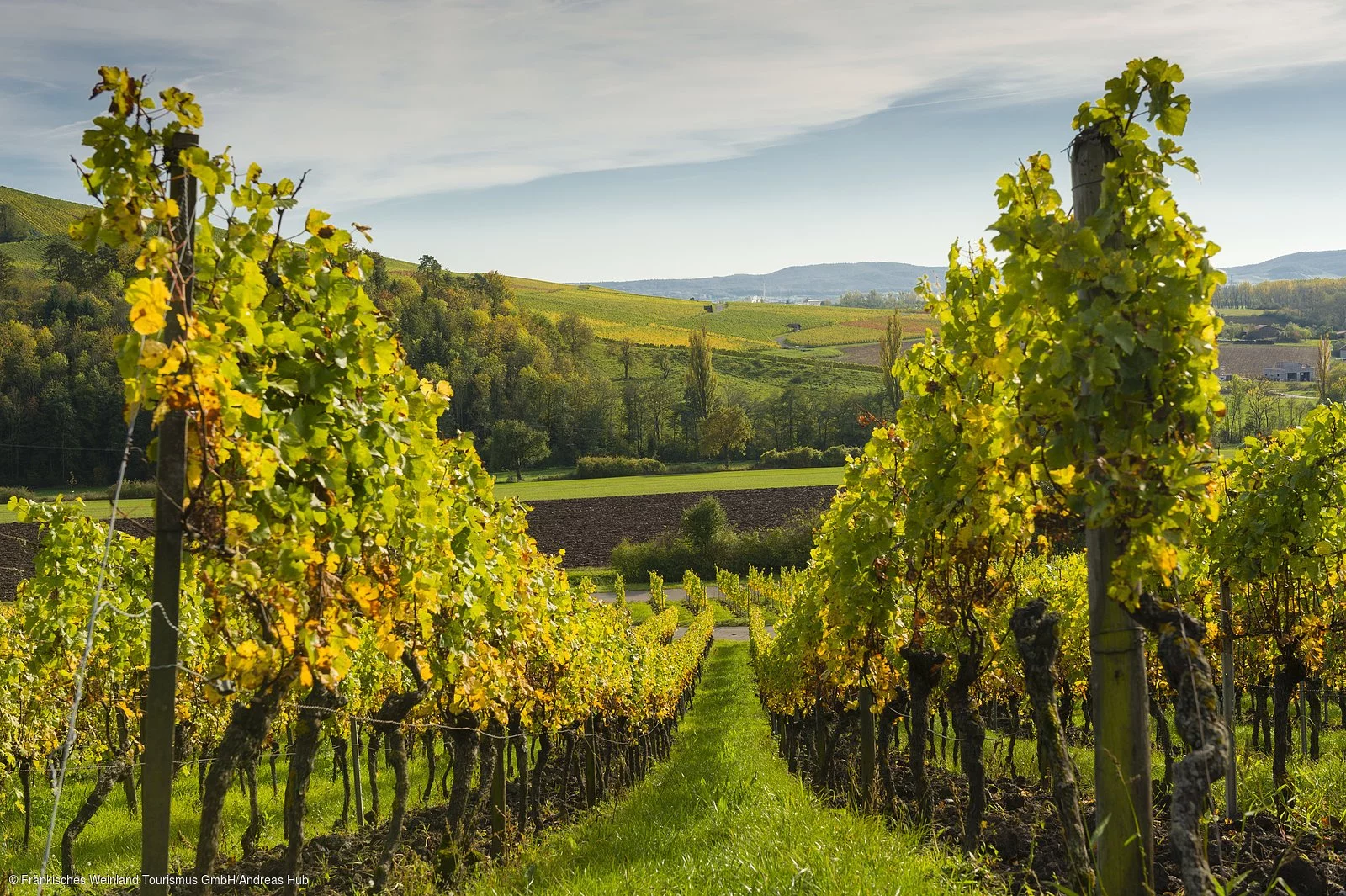 Weinberge bei Frickenhausen a. Main