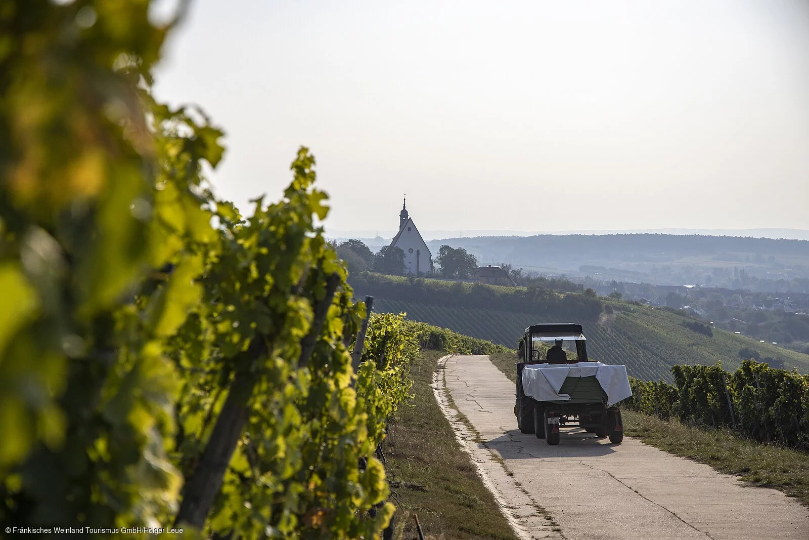 Weinlese an der Volkacher Mainschleife