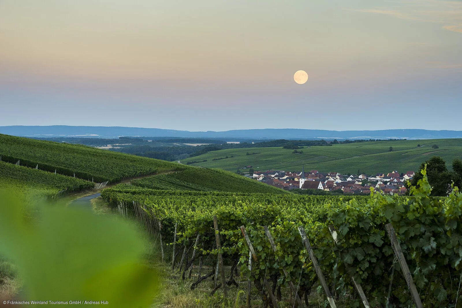 Weinberge bei Escherndorf